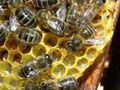 Пчелари отчитат наполовина  по-ниски добиви от мед