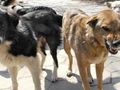 Бездомни кучета плашат  жителите на Басарбово