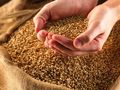 Произведохме близо 4,9 млн. тона пшеница