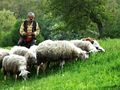 Година отсрочка за кредити за фураж на животновъдите