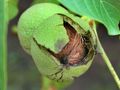 Семинар учи овощари на тънкости в  отглеждането на черупчести плодове