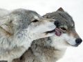 Екомузеят домакин на обсъждане на план за опазване на вълците