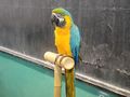 Пъстър папагал влезе в час  при децата от „Тома Кърджиев“