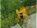 Бездомно куче отхапа над 3500 лева от бюджета
