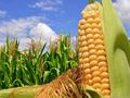 Очаква се рекорден  износ на царевица