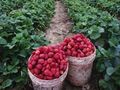 Берачки на ягоди очакват в Испания през това лято