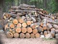 Дават на прокурор лесовъд за скрити близо 400 кубика дърва