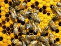 Професор от Аграрния университет разяснява защо умират пчелите