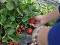 Интервюто с берачките на ягоди в Испания ще бъде в Разград