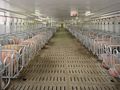 „Свинекомплекс Голямо Враново“ изкарва пари и от най-проблемните отпадъци