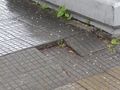 Сухо дърво и надигнати плочки застрашават пешеходци пред Борците