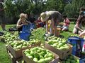 Овощари искат ваучерна  система за сезонни работници