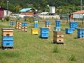 Пчеларите скочиха срещу законопроект  за изнасяне на кошерите извън селата