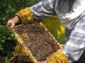 Фонд „Земеделие“ дава още 100 хиляди на пчеларите