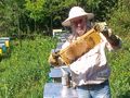 Започна приемът за предоставяне  на помощ de minimis за пчеларите