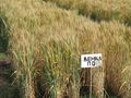 Русенски сорт пшеница дава до 750 кг от декар в Турция