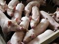Изкупната цена на свинското с 24% понижение за година