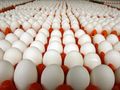 Яйцата поскъпнаха с над 18% през юли