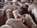 Свинското пада при производителите, но не помръдва в магазините