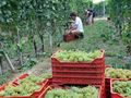 Търговци от Румъния изкупуват десертното грозде в Русенско