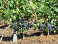 262 милиона лева наливат за 5 години в лозаро-винарския сектор