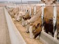 Фонд „Земеделие“ ще подпомогне над 26 000 животновъди