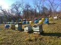 1200 пчелина жужат в Русенска област