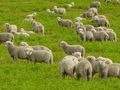 Експортът на овче месо  пада пет пъти за 10 години