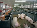 Ниските изкупни цени повишават загубите в свинекомплекса в Николово