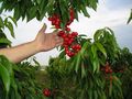 Семинар за овощари организира служба „Съвети в земеделието“