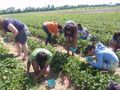Испания търси берачки на  ягоди срещу 40 евро на ден
