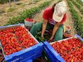 Търсят безработни за берачки на ягоди срещу 40 евро на ден