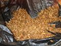 Курник в Смирненски превърнат в склад за контрабанден тютюн