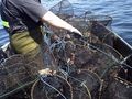 Винтери и бракониерски мрежи извадени от Дунав и Янтра