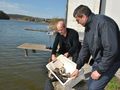 4500 толстолоба пуснаха в езерото Липник