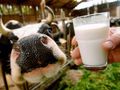Добиваме с 10 милиона литра по-малко краве мляко