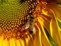 Умуват как да пазят пчелите  при пръскания с пестициди