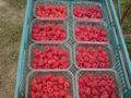 Канят берачи на ягоди и малини в Испания и Португалия