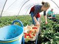 Продължават да търсят берачки  на ягоди за ферми в Испания