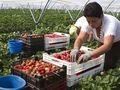 Фермери и хотелиери ще могат да  наемат работници извън Евросъюза