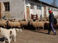 Облекчават условията за субсидиране  на най-дребните животновъди