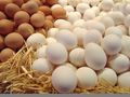 Работници в птицеферма хванати с 337 яйца и три торби месо