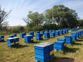 Започва подписването на  договори за пчелни кошери