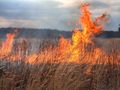 Почистване на стърнища с огън запали борова гора над Батин
