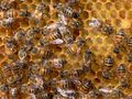 Компенсират унищожени от бедствия животни и пчелни семейства