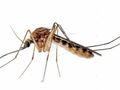 Започва пръскането срещу бълхи, кърлежи и комари
