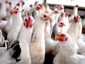 Нови изисквания към фермите заради птичия грип