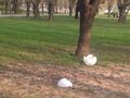Неизвестни вандали отново посегнаха на лампите в парка