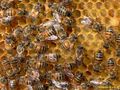 Европа окончателно забрани  опасни за пчелите пестициди