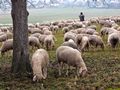 Фермерите гледат повече овце и крави за месо